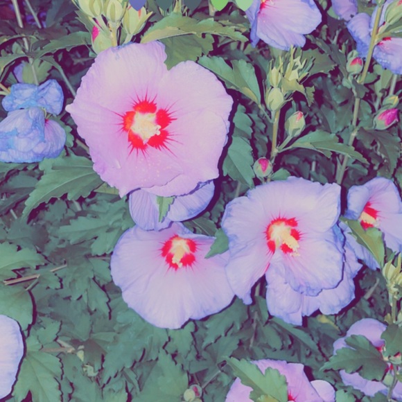 Meet your Posher, Ricky - Picture 1 of 1